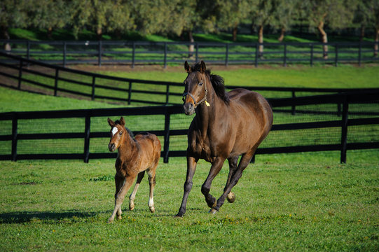 Mother and baby horse running through a fenced pasture