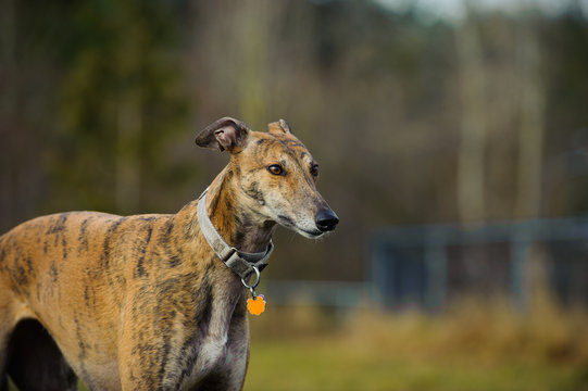 Greyhound standing in fenced in field