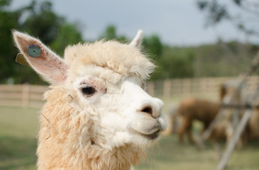 Fototapeta premium Head shot of Alpaca