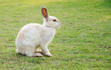 Young white with brown rabbit on grass.