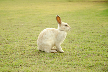 Young white with brown rabbit on grass.