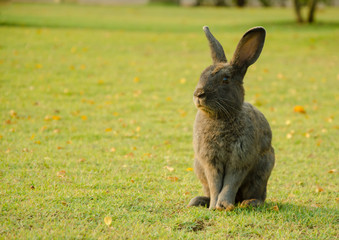 Grey rabbit on the grass.