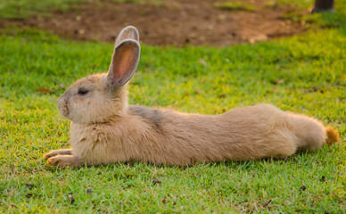Brown rabbit sleep on the grass.