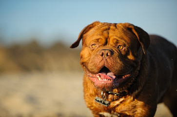 Dogue De Bordeaux happy at the beach