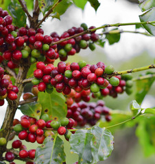 coffee beans on coffee tree
