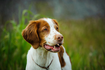 Brittany Spaniel in field of long grass