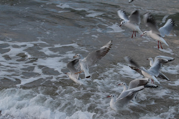 Mewy szaleją © Piotr