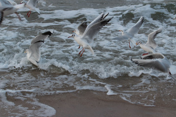 Mewy szaleją © Piotr