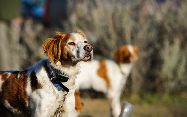 Brittany Spaniel with training collar on out on a hunt
