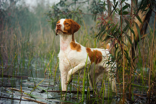 Brittany Spaniel standing on point in lagoon