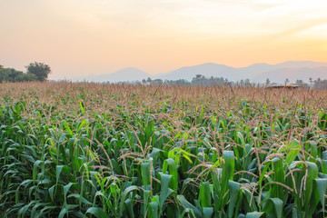 Corn field in north Thailand