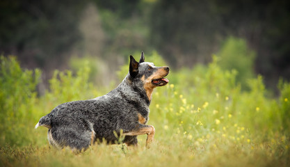Australian Cattle Dog standing in natural field