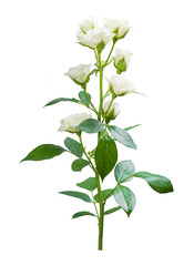 Roses flower isolated