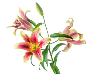 Lily flowers isolated
