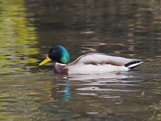 Obraz premium マガモ雄