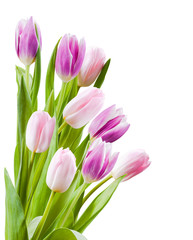  Bouquet of tulips flower