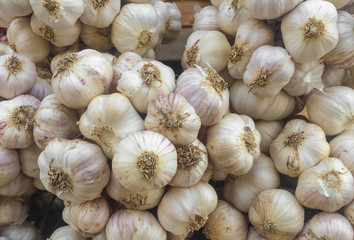 Group of Garlic
