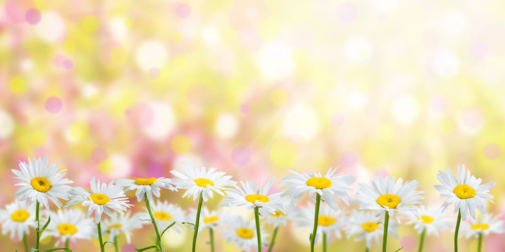 Fototapeta Spring meadow