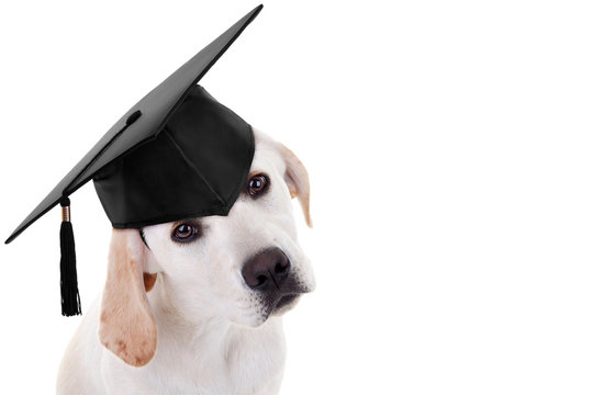 Graduation graduate puppy dog school training