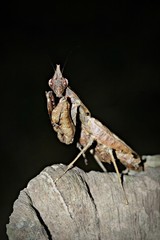 Grasshopper in nature hidden under branches and leaves .