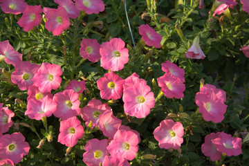 flower in the garden background