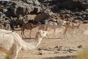 Camels