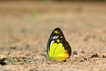 Butterfly (Orange Gull)