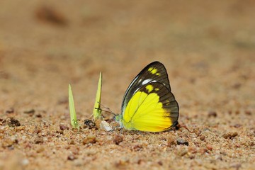Butterfly (Orange Gull)