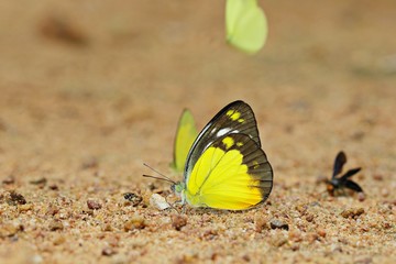 Butterfly (Orange Gull)