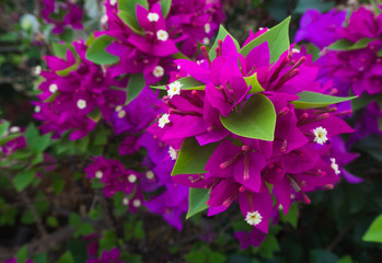 Closeup beautiful pink flower