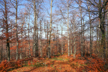 Deciduous forest