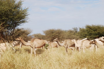 Camels in the Desert