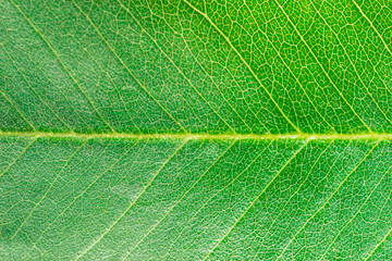Green leaf texture