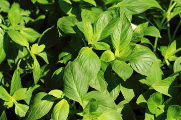 basil plant background