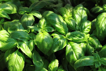 basil plant background