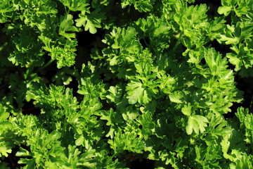 Naklejka na ściany i meble parsley leaves background