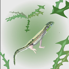 ящерица, на светлом фоне