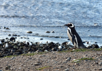  Magellanic Penguins at the penguin sanctuary on Magdalena Island in the Strait of Magellan near Punta Arenas in southern Chile.