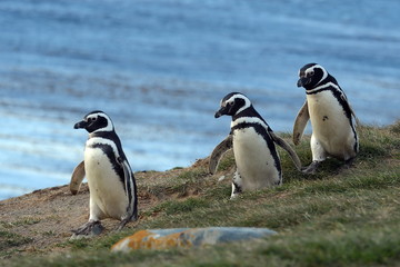  Magellanic Penguins at the penguin sanctuary on Magdalena Island in the Strait of Magellan near Punta Arenas in southern Chile.