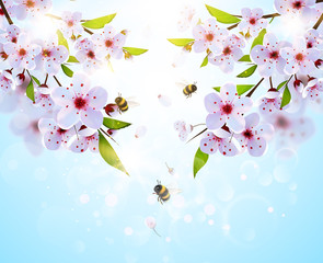 Spring background with japan cherry flowers and bumble bees.