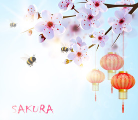 Spring background with japan cherry flowers and red lanterns.