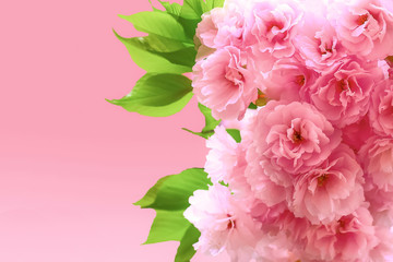 八重桜の開花イメージ
