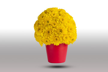 Yellow chrysanthemum flowers in red pot