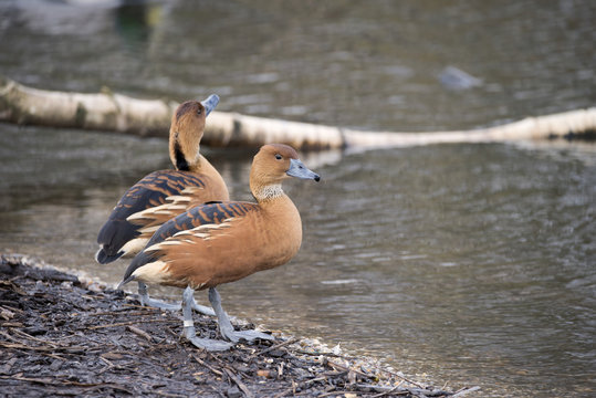 Beautiful portrait of fulvous whistling duck bird in the wild