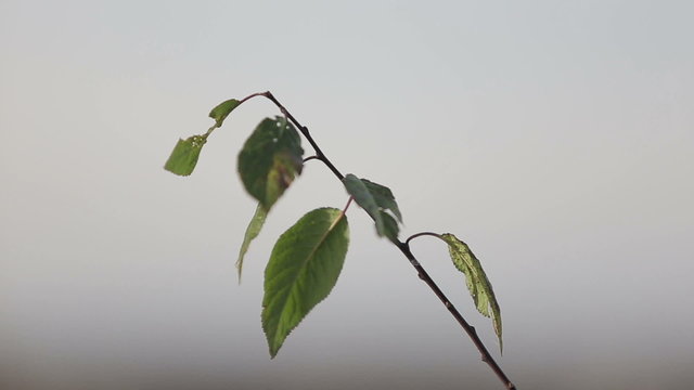 Fresh leaves swaying in the wind on grey sky background