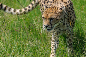 cheetah © Herbert