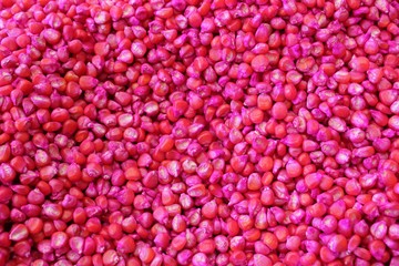 Corn seeds for farming