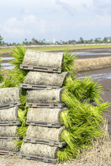 Paddy sprouts prepare for transplantation on paddy field..