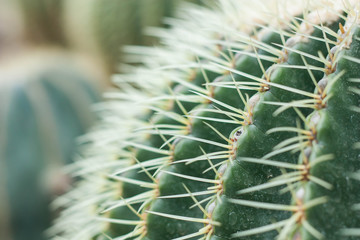 Naklejka na ściany i meble Green cactus thorns in the cactus graden.