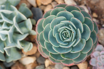 Succulent Cactus Desert Plant In Garden.